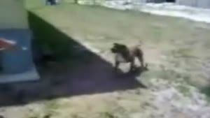 Dog does backflip