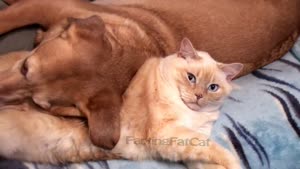 Cat Farts In Dog's Face