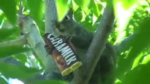 Squirrel Eating Candybar