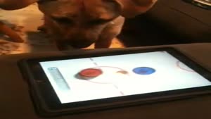 Dog Plays On iPad
