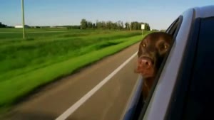 Cute Dog Loves The Wind