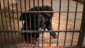 Chimp Solves A Problem