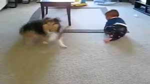 Family Dog Plays With Baby