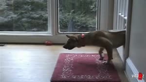 Dog Fails Going Through The Cat Flap