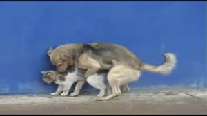 Dog vs Cat