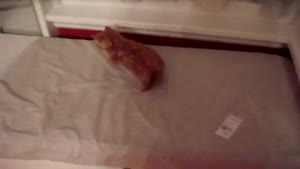 Kitten Fights The Mirror