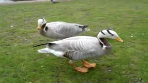 Tap Dancing Goose