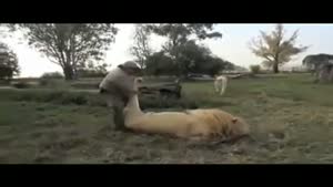 Lion Getting A Paw Massage
