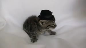 Jealous Cat Knocks Kitten's Hat Off