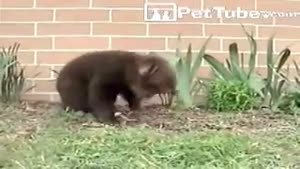 Never Ending Sneezing Bear