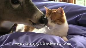 Hoppy The Deer Washes The Cat