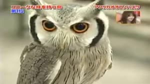 Transformer Owl