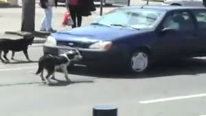 Dog Vs Licence Plate