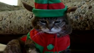 Tigger And His Christmas Costume