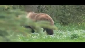 Grizzly Charge Captured On Film