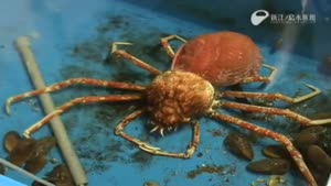 Giant Spider Crab Molting