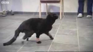 The Bionic Cat