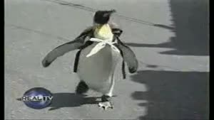 The Pet Penguin