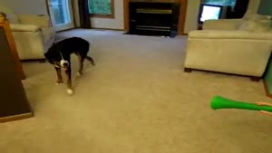 Dog Pisses On Vuvuzela