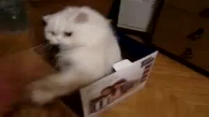 The Cat In The Box