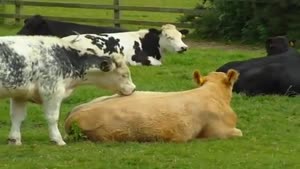 Cute Cow Licks His Friend