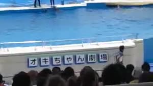Dolphin Jumps Out Of Tank