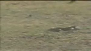 Rabbit chasing a big snake must see....