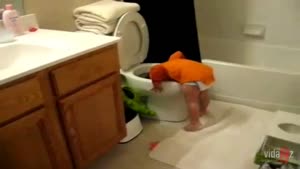 Thirsty Baby Drinks Out Of Toilet