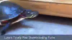 turtle with skateboard mounted