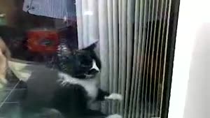 Kitten Confused By Glass Door