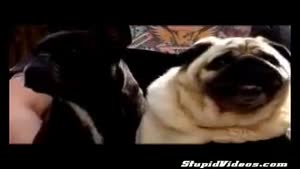 Pug Sings Batman Theme