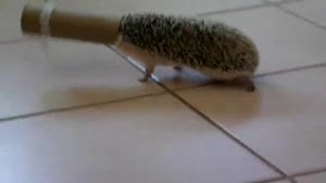 Hedgehog Fail