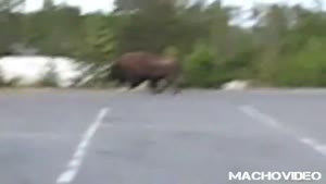 Woman Trampled By Buffalo
