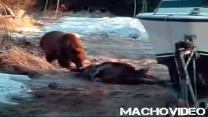 Bear Kills Moose On The Driveway