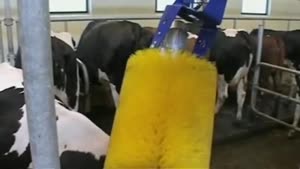 Cow Cleaning 