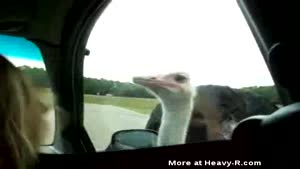 Hungry Ostrich
