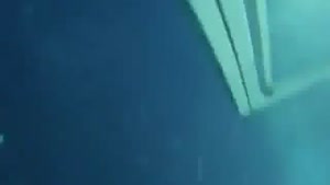 Shark Forces Himself Into Cage