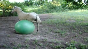 Horse Using Exercise Ball