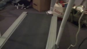 Cats Vs Treadmill