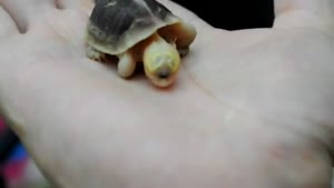 One Eyed Turtle