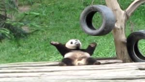 Panda's Got An Itch On It's Back