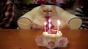 Unimpressed Birthday Cat