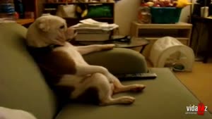 Lazy Dog Watching TV