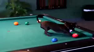 Chihuahua Is Champion At Pool