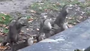 Excited Otters At The Zoo