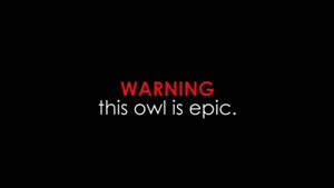 Epic Owl