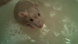 Rat Takes A Bath!