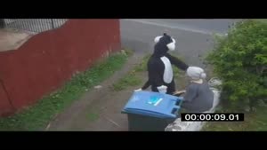 Cat Throws Old Woman Into Garbage Can