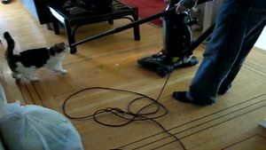 Cat Loves Vacuum Cleaner