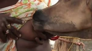 Woman Breastfeeds An Orphaned Calf